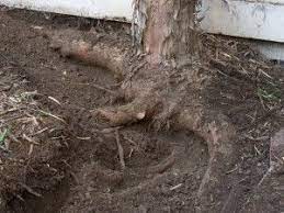 Invasive Tree Root List Trees That Have Invasive Root Systems Tree Roots Maple Tree Landscape Silver Maple Tree