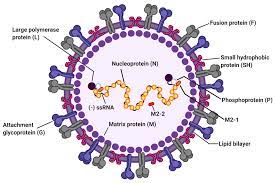 Currently available options (palivizumab) for. Viruses Free Full Text Contribution Of Dendritic Cells In Protective Immunity Against Respiratory Syncytial Virus Infection