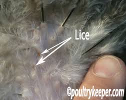 Can cats get human head lice??? Lice On Chickens And Other Poultry