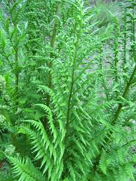 Image result for Dryopteris athamantica