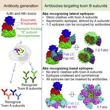 Learn to code with 50 . The Structural Basis Of Salmonella A2b5 Toxin Neutralization By Antibodies Targeting The Glycan Receptor Binding Subunits Sciencedirect