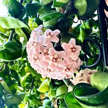 Image result for hoya plant flower