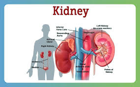 Image result for Renal Function
