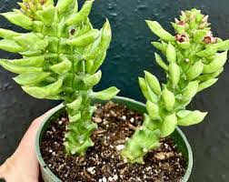 Image result for Monadenium crenatum