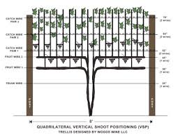 Vineyard Trellis And Training Winemakermag Com