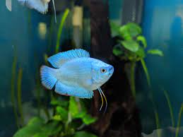 It has a beautiful iridescent powdery blue coloring overall with very diminished vertical red striping. Female Powder Blue Dwarf Gourami Unique Traits Seafish