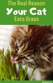Why Do Cats Eat Grass The Truth Behind This Weird Habit Cat Eating Grass Cat Grass Cat Nutrition