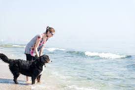 Many owners also would like their dogs to enjoy water, allow baths, or at least not be afraid of the beach! How To Teach Your Dog To Like Water Without Scaring Her