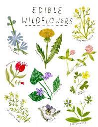 Check spelling or type a new query. Edible Wildflower Print Edible Flowers Edible Plants Wild Flowers