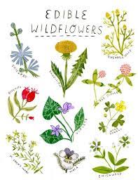 Maybe you would like to learn more about one of these? Edible Wildflower Print Etsy Edible Flowers Wild Edibles Edible Plants