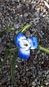 Image result for Gladiolus ecklonii