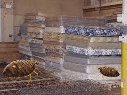 Although a bed bug won't kill you, you are still at risk for developing an infection. Can New Mattresses Have Bed Bugs