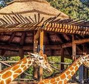 Designed for Themed Environments | Thatch Roofing for Parks ...