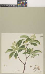 Image result for Psychotria auxopoda