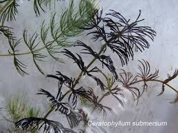 Image result for Ceratophyllum submersum