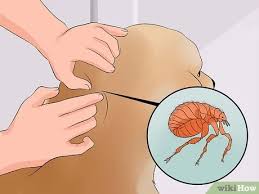 If you want to become a pet groomer, check out these resources. How To Become A Dog Groomer 12 Steps With Pictures Wikihow