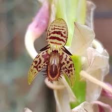 Image result for Bulbophyllum schinzianum