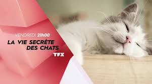 Les chats n'aiment pas trop les bouleversements et sont très sensibles à leur environnement familier. La Vie Secrete Des Chats Publications Facebook