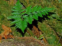 Image result for Davalliaceae