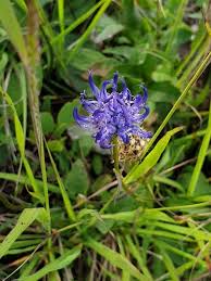 Image result for Phymaspermum