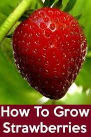 How To Grow Strawberries Strawberry Plants Are Perennials That Are Very Easy To Grow Learn To Growing Strawberries Strawberry Plants Organic Vegetable Garden