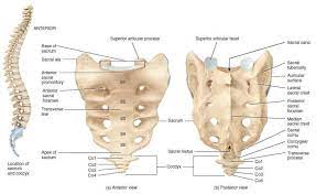 Sacrum Bone Anterior And Posterior View Anatomy Bones Anatomy Anatomy And Physiology