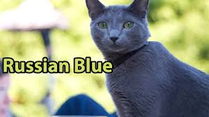 Mavi rus kedisinin özellikleri / russian blue cat подробнее. Ideal Companion Russian Blue Cat Cat Breeding Videos Youtube
