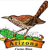 Arizona State Bird Builds Nests In Saguaro Cacti