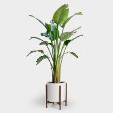 These plants also need to be mature in. Greenery Unlimited 14 Bird Of Paradise Plant Plant Delivery