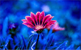 Blue Flower 4k Wallpaper In 2020 New Wallpaper Hd Background Hd Wallpaper Desktop Background Nature