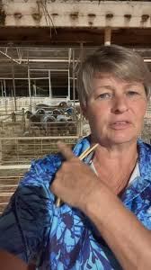 Charleville Show 2025 and the gates are open….Well the sheep gates anyway  and Victoria Downs Merinos are winning fences down Picarilli Merinos Pay 4  a Panel