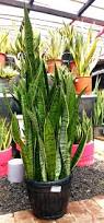Image result for Sansevieria dooneri