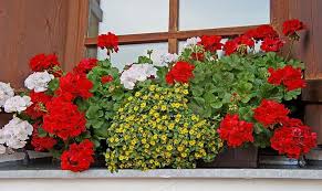 Image result for foto Vitálka