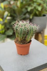 Image result for Euphorbia