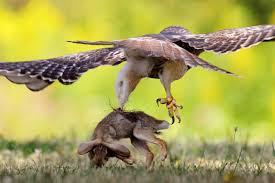 What Are The Pros And Cons Of Owning A Hawk As A Pet? What Kind Of Care  Does One Require For Owning Such An Animal And How Much Do They Cost On