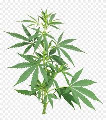 Grow Shop 24h Cannabis Png Transparent Png 860x874 1798609 Pngfind Medical marijuana card medical marijuana marijuana joint marijuana plant with face medical our database contains over 16 million of free png images. 24h cannabis png transparent png
