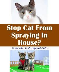 18 Incomparable Cat Spray Smell Carpets Toxoplasmosis