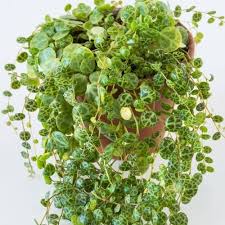 It is most definitely possible but quite difficult to propagate senecio rowleyanus from seeds and we had very limited luck so far (1 germinated seed for approximately 10 seeds planted). String Of Turtles Care And Propagation Guide Sprouts And Stems