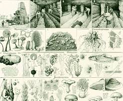 1869 Orchidee Sauvage Orchis Ophrys Araignee Sabot De Venus Aristoloche Vanille Plante Medicinale Planche Ancienne Botanique Affiche Poster Antique Botanical Print French Illustration Fern Prints