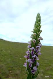 Image result for Brachycorythis buchananii