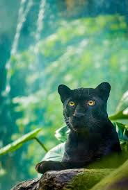 Big Black Cat Yellow Eyes Funny Wildlife Black Jaguar By Alan Shapiro Photography On Animals Wild Animals Cute Baby Animals