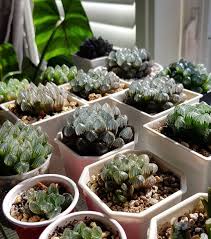 We offer a full line of thermocouples, rtds, thermistors, and. 12 Spectacular Succulents To Boost Your Houseplant Collection Decor Report