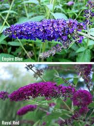 Image result for Komule empire blue