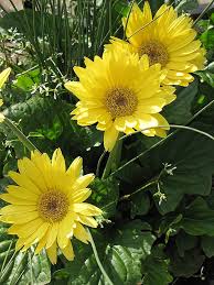 Image result for Gerbera