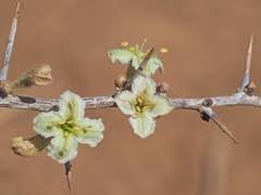 Image result for Pogonospermum divaricatum