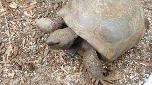 6 Weird And Funky Facts About Gopher Tortoises