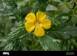 Image result for Turneraceae