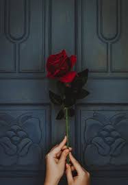 Download rose flowers photo frames for free and find great collection of new, totally amazing and most popular photo frames with beautiful rose red flowers photo frames are ideal to beautify some romantic moments. New Flower Wallpaper Hd For Android Apk Download