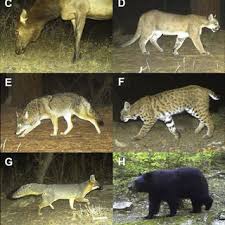 Which i have not seen in any posts. Pdf Recommended Survey Designs For Occupancy Modelling Using Motion Activated Cameras Insights From Empirical Wildlife Data