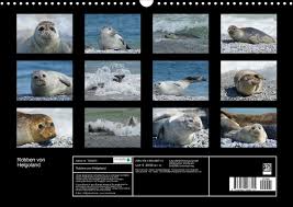 Walrossbulle odin aus dem hamburger tierpark hagenbeck ist erneut vater geworden. Robben Von Helgoland Calvendo
